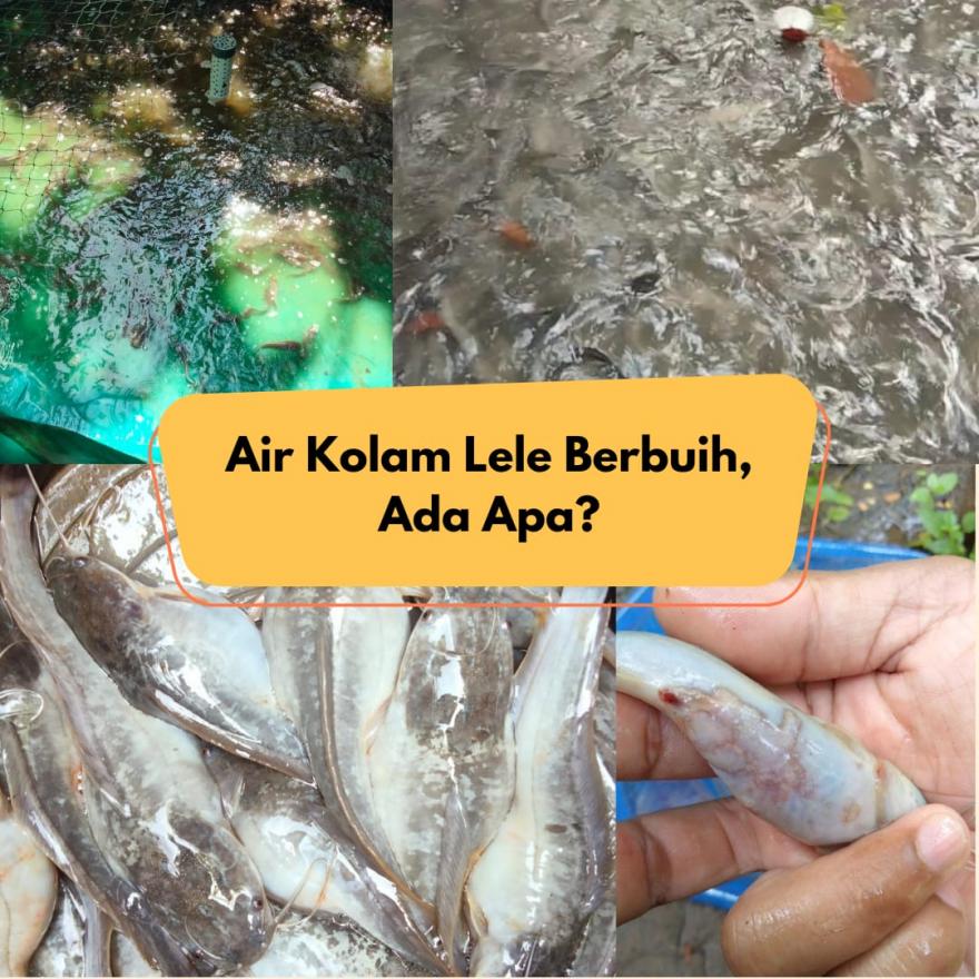 Pembubidaya Lele Perlu Waspada pada Air Kolam Lele Berbuih